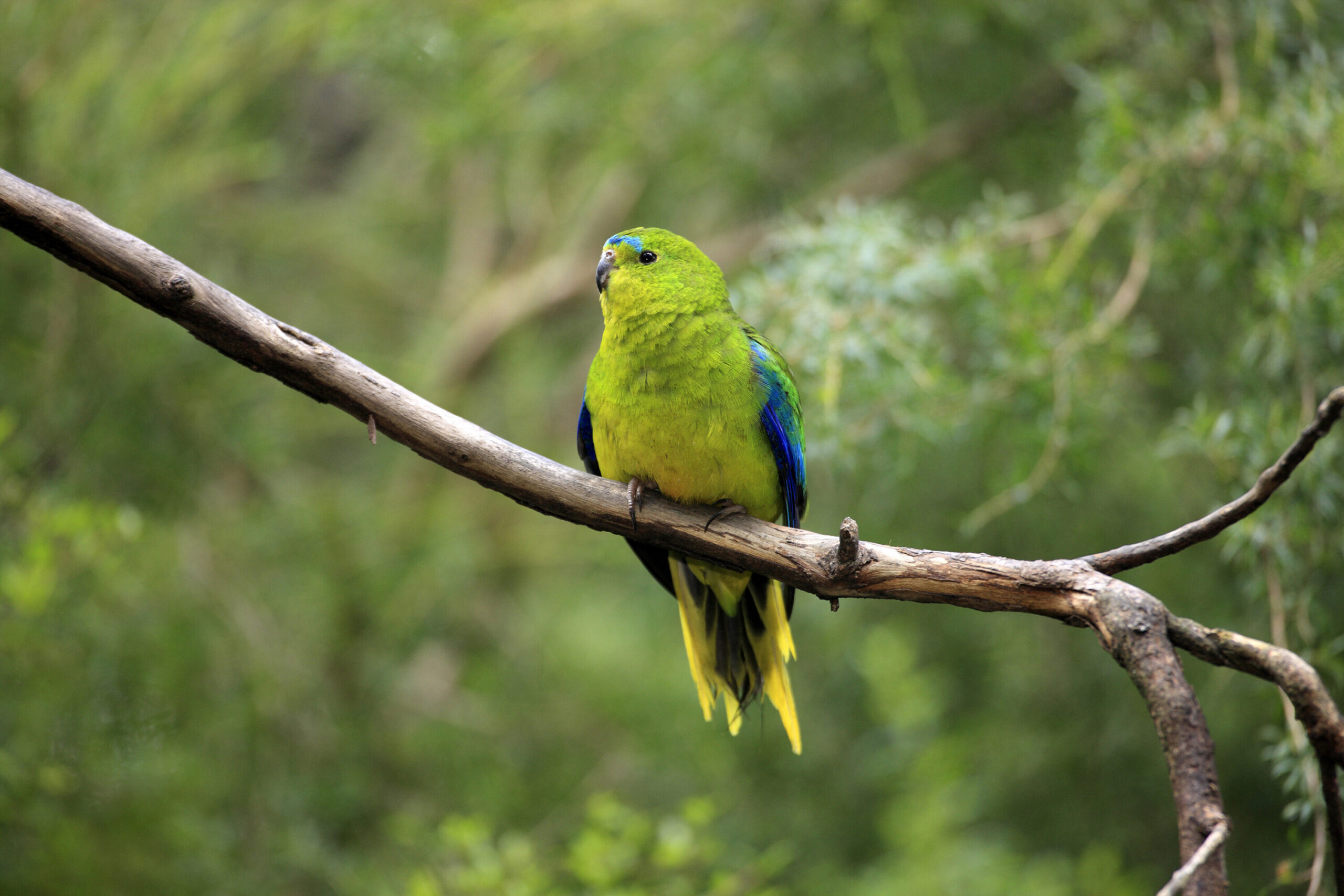 An album of recorded birdsong has managed to beat Christmas classics from Mariah Carey and Michael Bublé to make it into the top five of Australia's music charts
